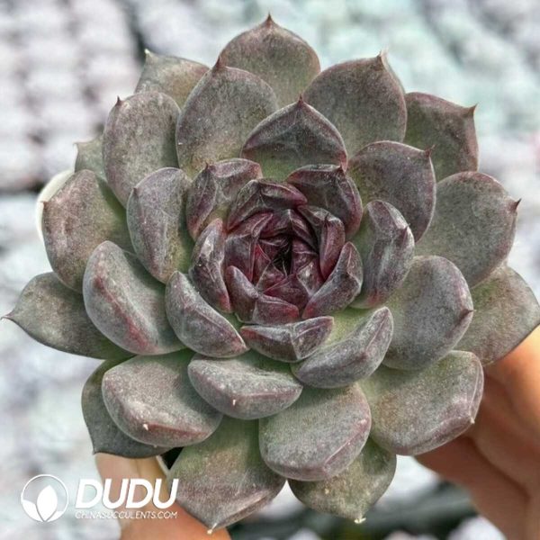 Echeveria Black Plum - Image 2