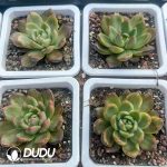 Echeveria Crystal Jenny Variegated - Image 2