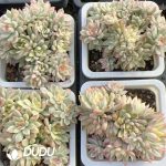 Echeveria Mebina Variegated Clustering - Image 2