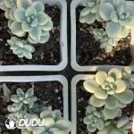 Sedum Ruby Ball Variegated - Image 2