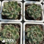 Echeveria Snowflake Jenny - Image 2