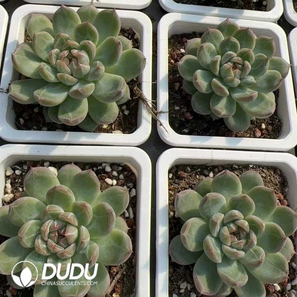 Echeveria Snowflake Jenny - Image 2