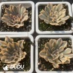 Echeveria Liberia Variegated - Image 2