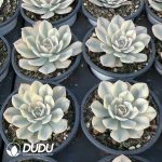 Echeveria runyonii Variegated - Image 2