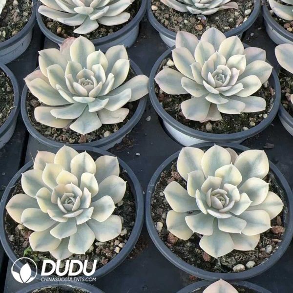 Echeveria runyonii Variegated - Image 2