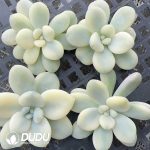 500Pcs Graptopetalum Miul Variegated Cuttings - Image 2