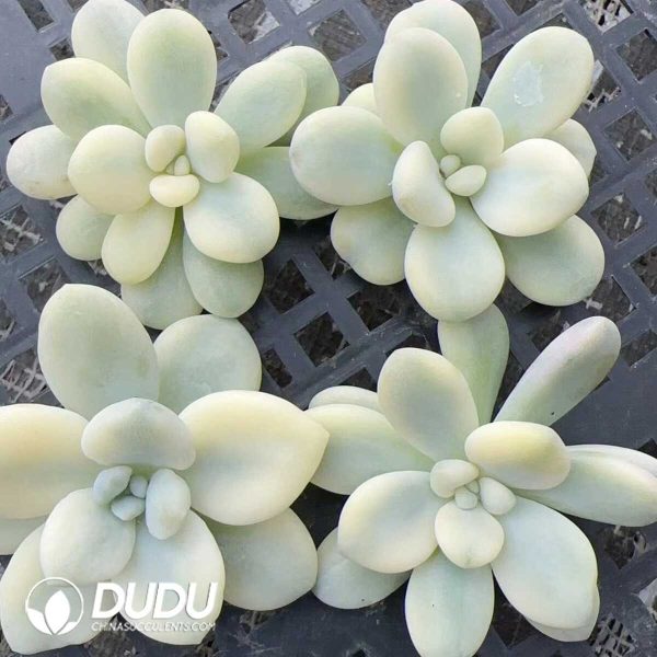 500Pcs Graptopetalum Miul Variegated Cuttings - Image 2
