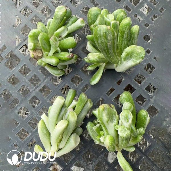 500Pcs Crassula obliqua Gollum Variegated Cuttings - Image 2