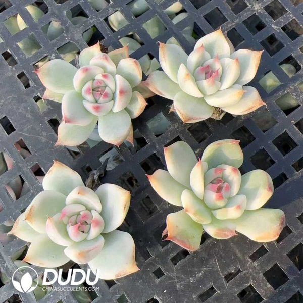 500Pcs Echeveria Chihuahuaensis Variegated Cuttings - Image 2