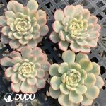 $0.57*500Pcs Echeveria minima Variegated Cuttings - Image 2