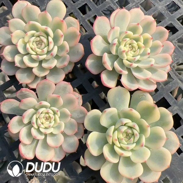 e202-269.jpg $0.57*500Pcs Echeveria minima Variegated Cuttings - Image 2