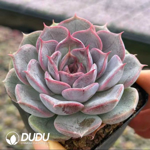 Echeveria Parisian Poet - Image 2