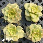 $0.48*500Pcs Echeveria Rolly Variegated Cuttings - Image 2