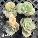 500Pcs Echeveria Lovely Rose Variegated Cuttings - Image 2
