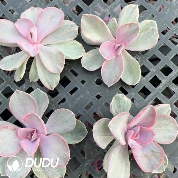 500Pcs Echeveria Rainbow Variegated Cuttings - Image 2