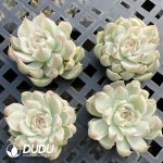 500Pcs Echeveria Margaret Variegated Cuttings - Image 2