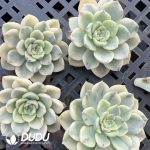 500Pcs Echeveria Pink Puppet Variegated Cuttings - Image 2