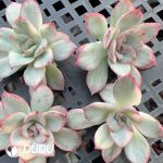 $0.48*500Pcs Echeveria Moonlight Goddess Variegated Cuttings - Image 2