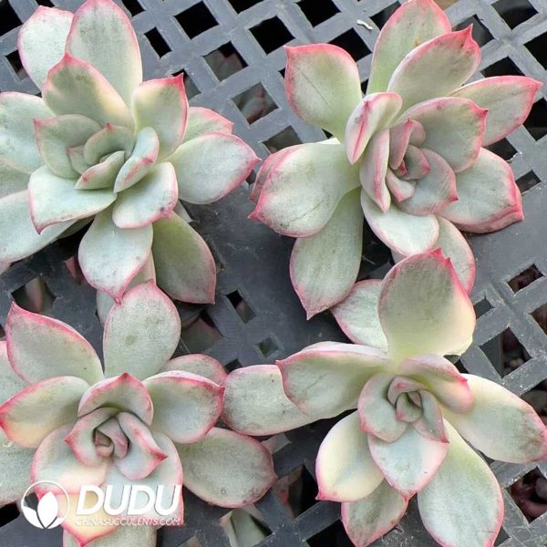 e202-275.jpg $0.48*500Pcs Echeveria Moonlight Goddess Variegated Cuttings - Image 2
