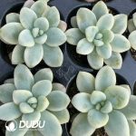 105Pcs Sedum Ruby Ball Variegated  Seedlings - Image 2