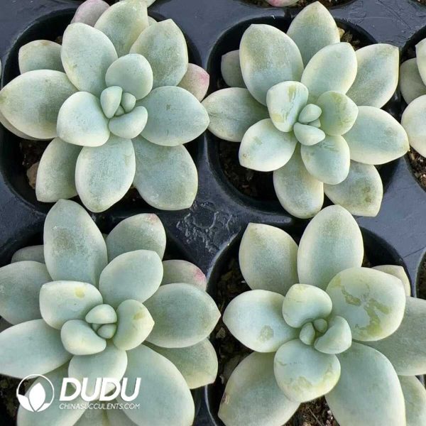 105Pcs Sedum Ruby Ball Variegated  Seedlings - Image 2
