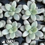 105Pcs Graptopetalum Allen Variegated  Seedlings - Image 2