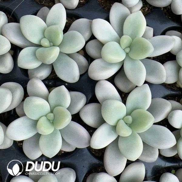 105Pcs Graptopetalum Allen Variegated  Seedlings - Image 2