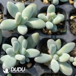 105Pcs Pachyphytum Apple Milk  Seedlings - Image 2