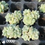 105Pcs Echeveria Sweet Heart Monstrose Culusting Seedlings - Image 2