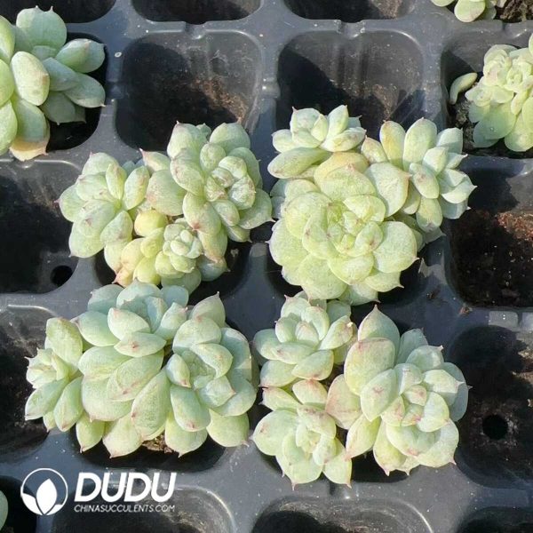 105Pcs Echeveria Sweet Heart Monstrose Culusting Seedlings - Image 2