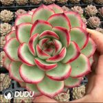Echeveria Huatiancuo - Image 2
