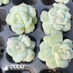 105Pcs Echeveria Sweet Heart Seedlings - Image 2