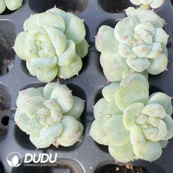 105Pcs Echeveria Sweet Heart Seedlings - Image 2