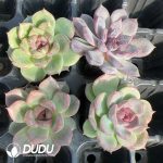 105Pcs Echeveria Dark Hybrid Seedlings - Image 2