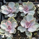 Echeveria Rainbow - Image 2