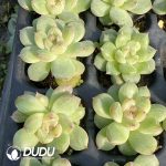 105Pcs Echeveria Snowflake Jenny Seedlings - Image 2