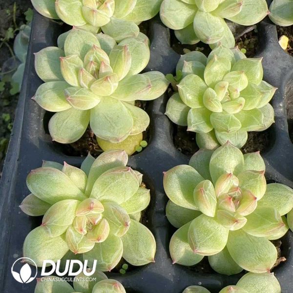 105Pcs Echeveria Snowflake Jenny Seedlings - Image 2