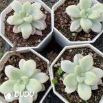 Graptopetalum Ellen Variegated - Image 2