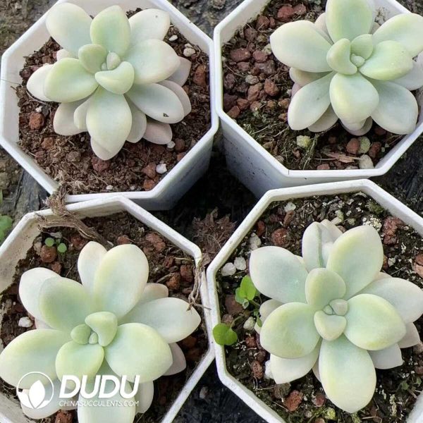 Graptopetalum Ellen Variegated - Image 2