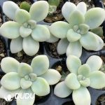 500Pcs Graptopetalum Ellen Variegated Cuttings - Image 2