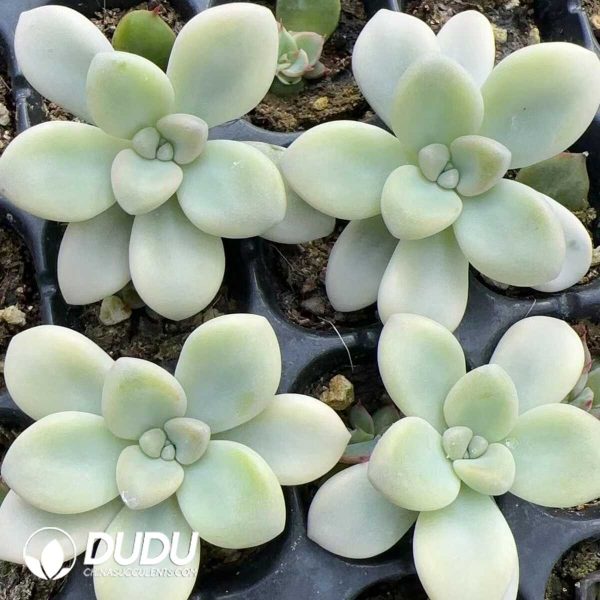 500Pcs Graptopetalum Ellen Variegated Cuttings - Image 2