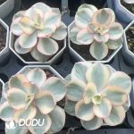 Echeveria Sunyan Variegated - Image 2