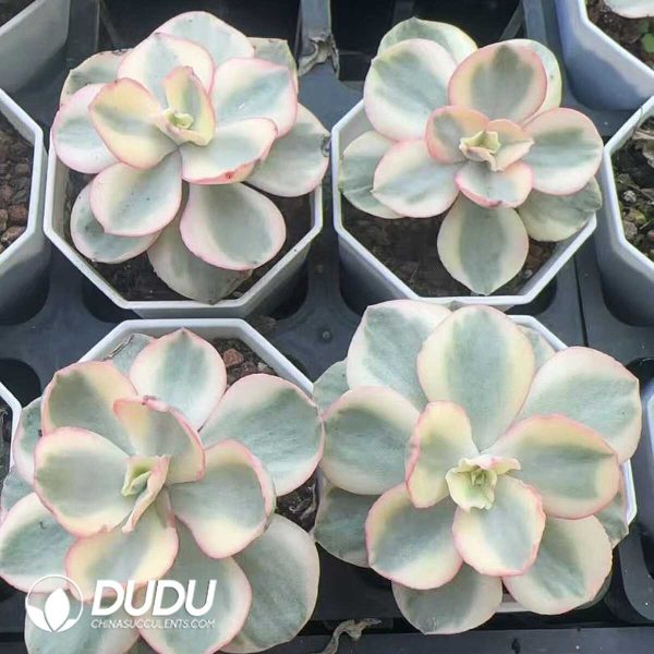 Echeveria Sunyan Variegated - Image 2