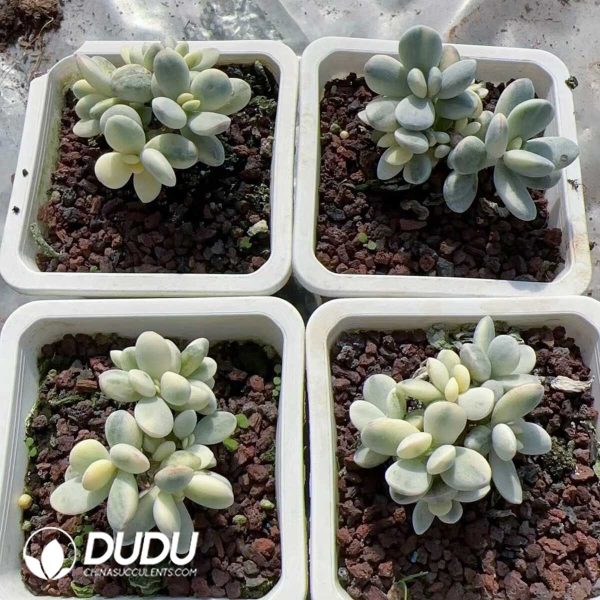 Cotyledon Orbiculata Variegated Clustering - Image 2