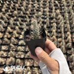 (Rooted Cutting)Toumeya papyracantha - Image 2