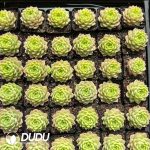 Echeveria Xiangse - Image 2