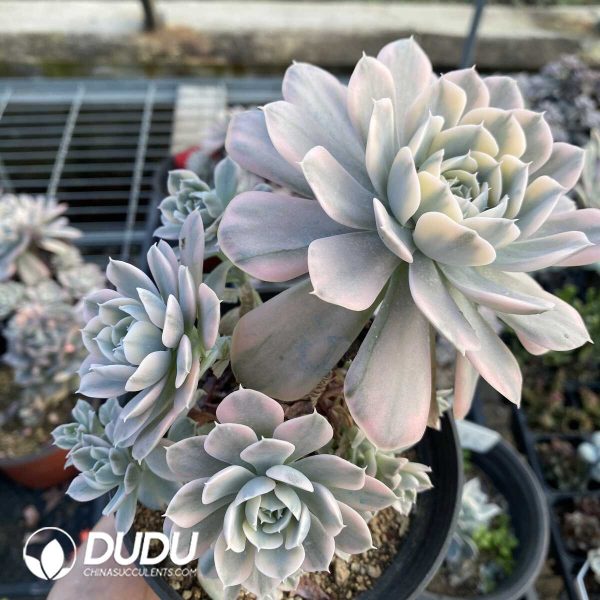 e202-290.jpg Echeveria runyonii variegated - Image 2