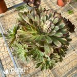 50pcs Aeonium Ink Painting Cuttings - Image 2