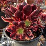 50pcs Aeonium Super Bang Cuttings - Image 2