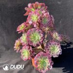 $0.53*50pcs Aeonium Zhurong Cuttings - Image 2